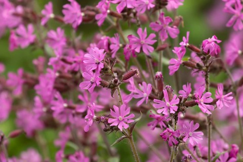 Red campion (Silene dioica) flowers in spring, Suffolk, England, United Kingdom
