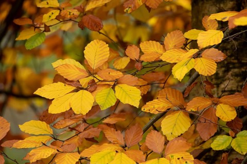 European beech tree (Fagus sylvatica) autumn colour leaves on a branch, Suffolk, England, United