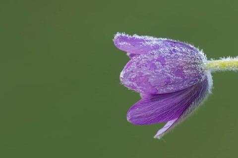Pasqueflower (Pulsatilla vulgaris) flower with dew drops in spring, Suffolk, England, United