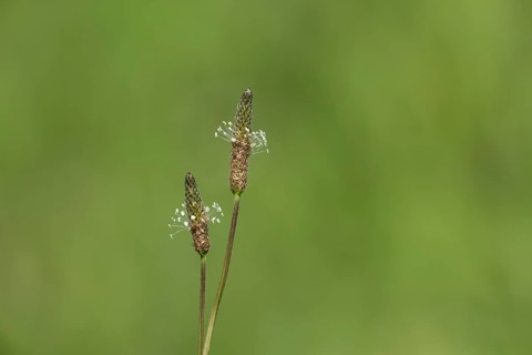 Ribwort plantain (Plantago lanceolata) two flower spikes in summer, Suffolk, England, United