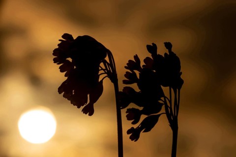 Cowslip (Primula veris) two wildflower flower stems silhouette at sunrise, Suffolk, England, United