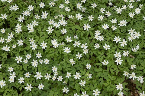 Wood anemone (Anemone nemorosa) wildflower flowers in a spring woodland, Suffolk, England, United