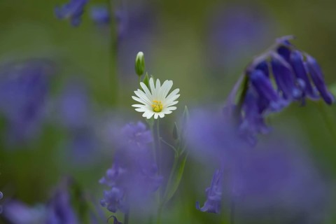 Greater stitchwort (Stellaria holostea) and English bluebell (Hyacinthoides non-scripta) wildflower