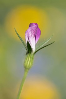 Common corncockle (Agrostemma githago) single wildflower flower in summer, Suffolk, England, United