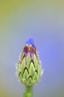 Common cornflower (Centaurea cyanus) single blue wildflower flower in summer, Suffolk, England,
