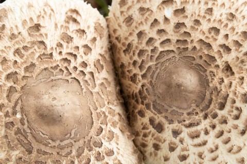Parasol mushroom (Macrolepiota procera) close up the top of two fungi, Suffolk, England, United
