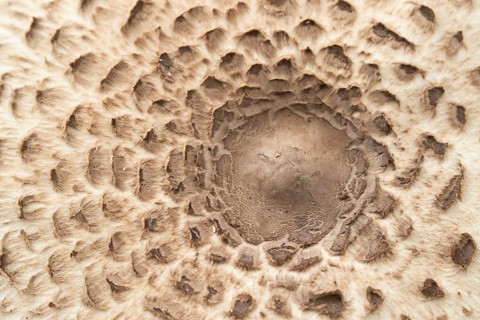 Parasol mushroom (Macrolepiota procera) close up of the top of a single fungi, Suffolk, England,