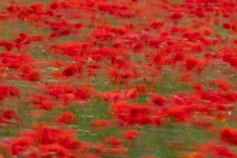 Common field poppy (Papaver rhoeas) red wildflower poppies flowers blowing in the wind in a