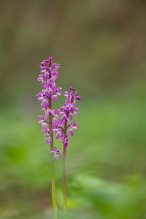 Early purple orchid (Orchis mascula) two wildflower flower spikes in a spring woodland, Suffolk,