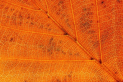 European beech tree (Fagus sylvatica) autumn colour leaf close up showing its veins, England,