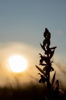 Bee orchid (Ophrys apifera) wildflower flower spike silhouette at sunset, RSPB Minsmere nature