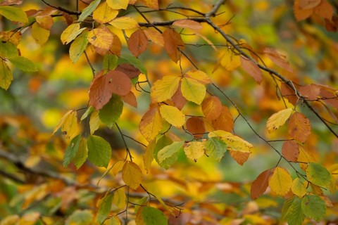 European beech tree (Fagus sylvatica) autumn colour leaves on branches in a woodland, Suffolk,