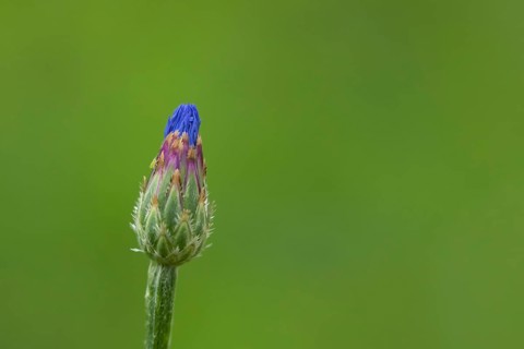 Common cornflower (Centaurea cyanus) single blue wildflower flower in summer, Suffolk, England,