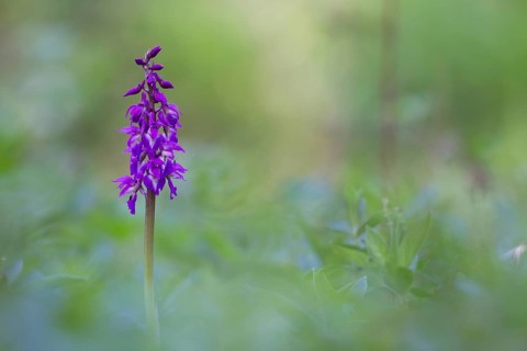 Early purple orchid (Orchis mascula) wildflower flower spike in a spring woodland, Suffolk,