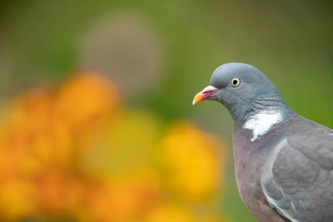 Wood pigeon (Columba palumbus) adult bird head portrait, Suffolk, England, United Kingdom