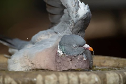 Wood pigeon (Columba palumbus) adult bird bathing in a garden bird bath in summer, Suffolk,
