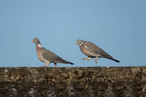 Wood pigeon (Columba palumbus) two adult birds on a rooftop with the male chasing the female during