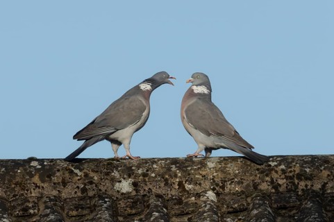 Wood pigeon (Columba palumbus) one adult bird seemingly shouting at another bird on an urban house