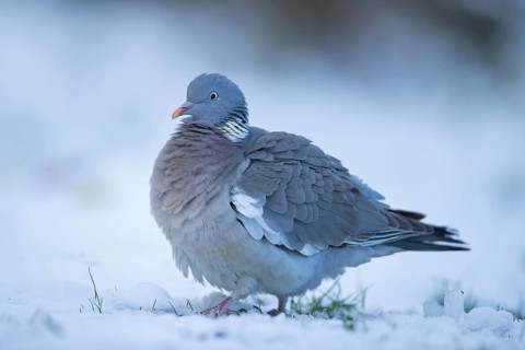 Wood pigeon (Columba palumbus) adult bird on a snow covered garden lawn in winter, Suffolk,