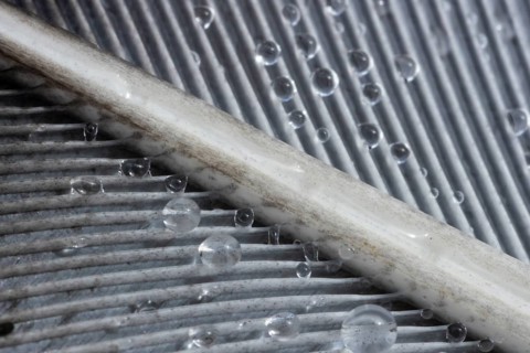 Wood pigeon (Columba palumbus) bird close up of dew drops on a wing feather, Suffolk, England,