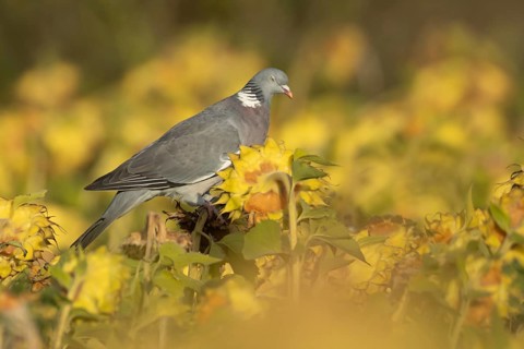 Wood pigeon (Columba palumbus) adult bird on a sunflower seedhead in a wildflower strip, England,