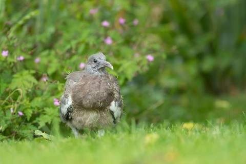 Wood pigeon (Columba palumbus) juvenile squab baby bird on a garden grass lawn in summer, Suffolk,
