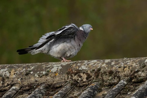 Wood pigeon (Columba palumbus) adult bird shaking itself on an urban house roof, Suffolk, England,