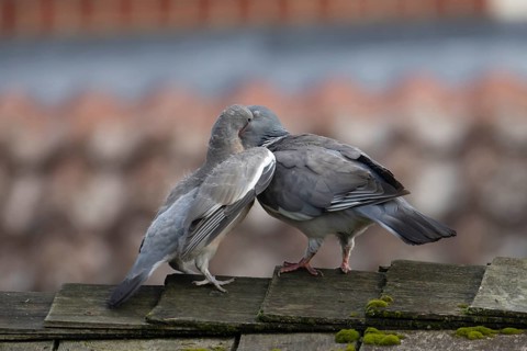 Wood pigeon (Columba palumbus) juvenile squab baby bird being fed by an adult parent bird on a