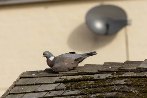 Wood pigeon (Columba palumbus) adult bird sitting on a garden shed roof, Suffolk, England, United