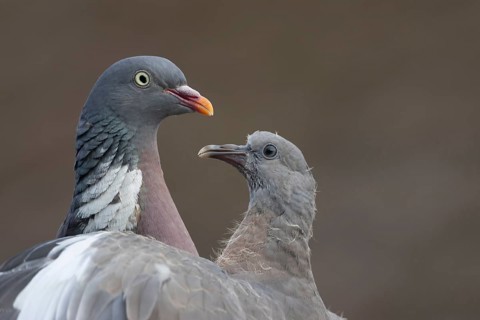 Wood pigeon (Columba palumbus) juvenile squab baby bird begging for food from an adult parent bird