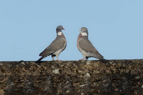 Wood pigeon (Columba palumbus) two adult birds on a rooftop performing their courtship display,