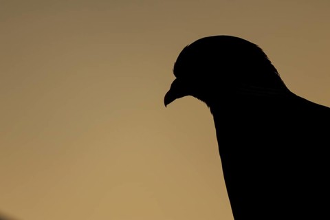 Wood pigeon (Columba palumbus) adult bird head portrait silhouette at sunset, Suffolk, England,