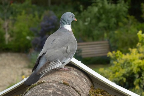 Wood pigeon (Columba palumbus) adult bird sleeping on an urban house roof over looking a garden,