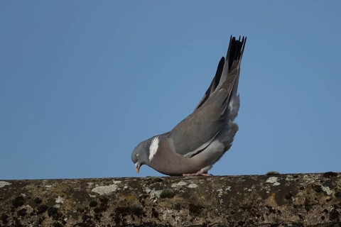 Wood pigeon (Columba palumbus) adult bird displaying its courtship display on a roof top, Suffolk,
