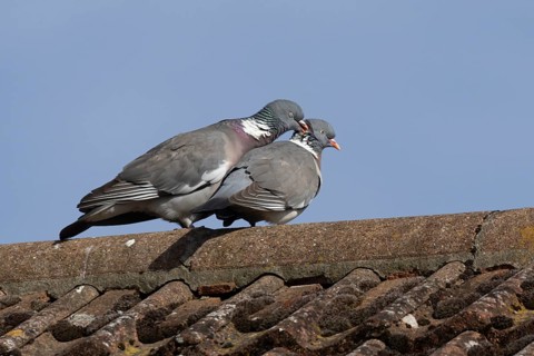 Wood pigeon (Columba palumbus) two adult birds on a rooftop performing their love courtship