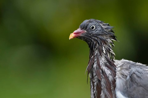 Wood pigeon (Columba palumbus) adult bird head portrait soaking wet after a rain shower, Suffolk,