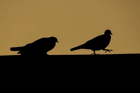 Wood pigeon (Columba palumbus) two adult birds on a rooftop with the male chasing the female during