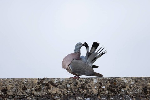 Wood pigeon (Columba palumbus) adult bird preening on an urban roof, Suffolk, England, United