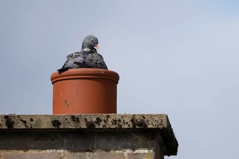 Wood pigeon (Columba palumbus) adult bird sleeping on a chimney pot on an urban roof, Suffolk,