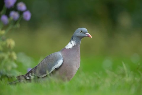 Wood pigeon (Columba palumbus) adult bird on a garden grass lawn in spring, Suffolk, England,