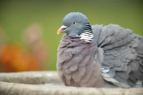 Wood pigeon (Columba palumbus) adult bird bathing in a garden bird bath in spring, Suffolk,