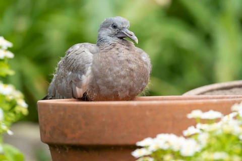 Wood pigeon (Columba palumbus) juvenile squab baby bird on a garden plant pot in summer, Suffolk,