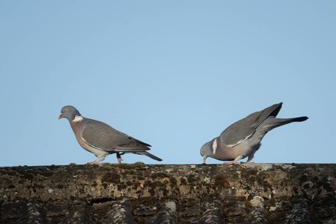 Wood pigeon (Columba palumbus) two adult birds on a rooftop with the male displaying to the female