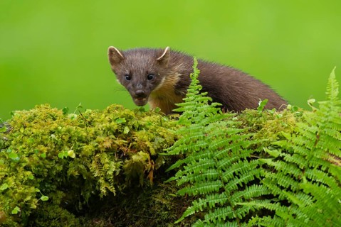 European pine marten (Martes martes) adult mustelid animal on a moss covered wall, Scotland, United
