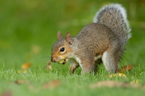 Grey squirrel (Sciurus carolinensis) adult animal about to bury a hazelnut in a garden lawn in