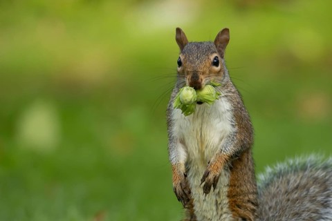 Grey squirrel (Sciurus carolinensis) adult animal with two hazelnut nuts in its mouth on a garden