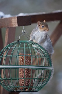 Grey squirrel (Sciurus carolinensis) adult animal on a squirrel proof garden bird feeder, Suffolk,