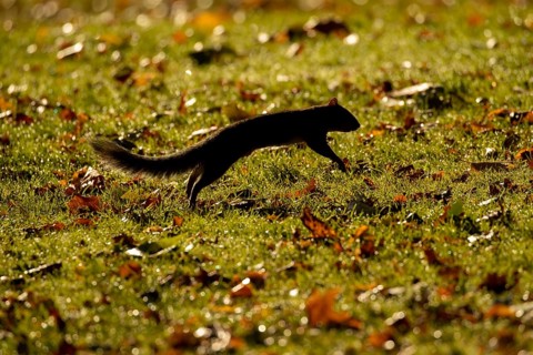 Grey squirrel (Sciurus carolinensis) adult animal running across a garden lawn with fallen autumn