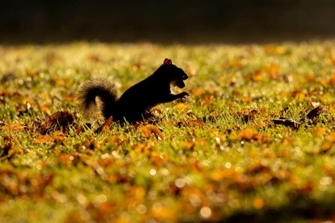 Grey squirrel (Sciurus carolinensis) adult animal with an acorn nut in its mouth on a garden lawn