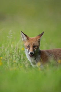 Red fox (Vulpes vulpes) adult animal in a countryside meadow in summer, England, United Kingdom